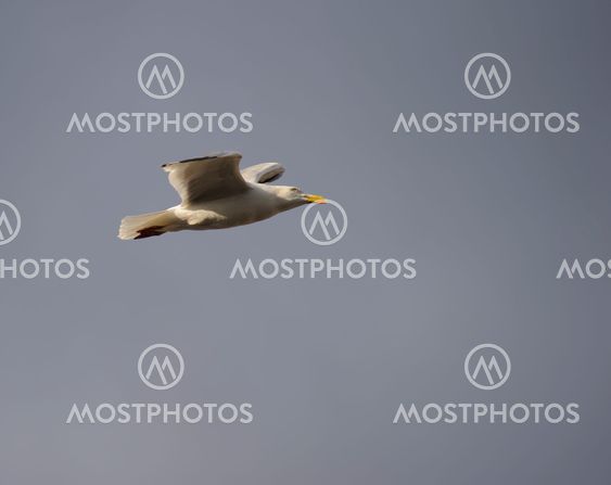 Lesser Black-backed gull