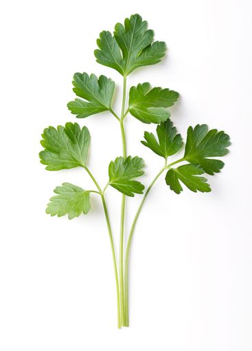 Whole fresh flat leaf parsley sprigs, green twigs of...