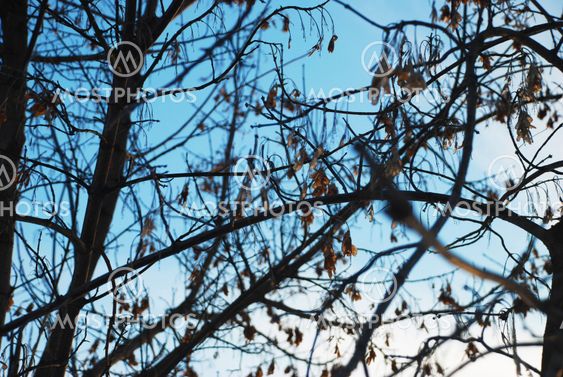 autumn leaves