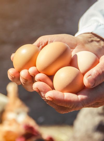 Chicken domestic eggs in hands. Selective focus.