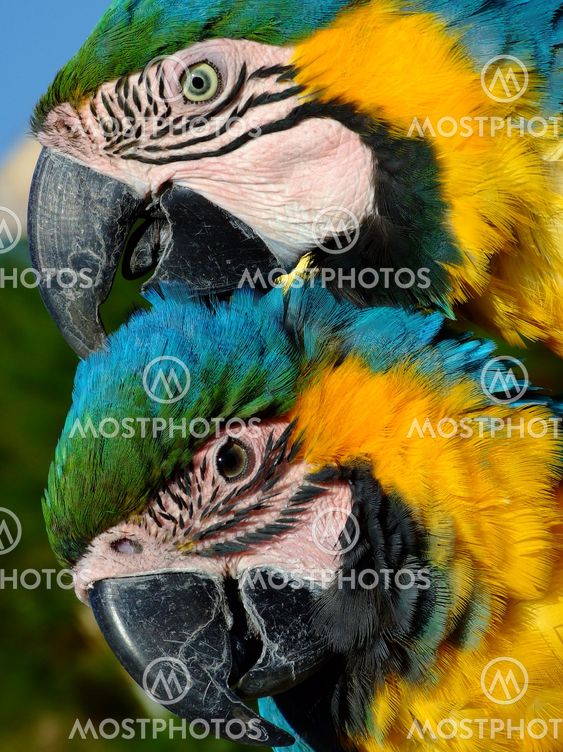 Blue and Gold Macaws