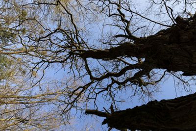 deciduous trees in the forest in the spring season