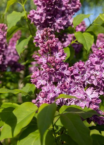 beautiful blooming red lilac bushes