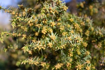 Closeup of green juniper tree. Spring season and...