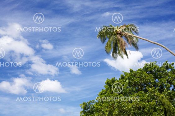Tropic Jungle