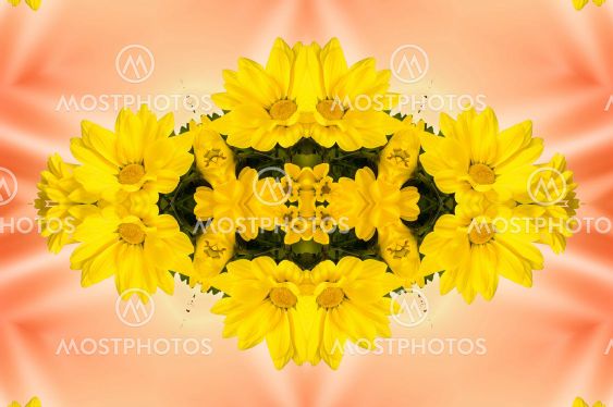 flowers , visual effect of a mirror,abstract color...