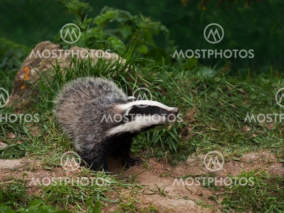 Badger Cub watching