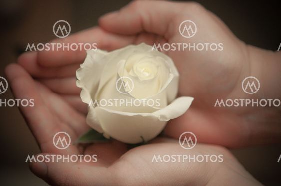 Holding Rose