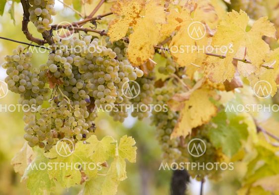 vineyard Jecmeniste, Eko Hnizdo, Czech Republic