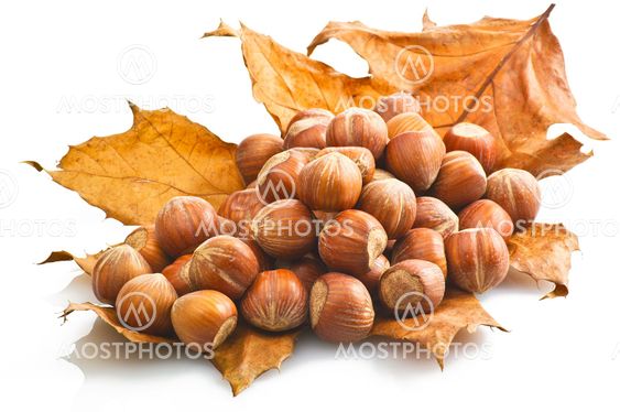 hazelnuts on the autumn leaf