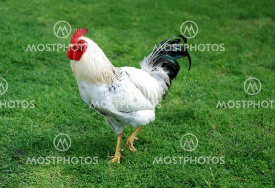 white Cock
