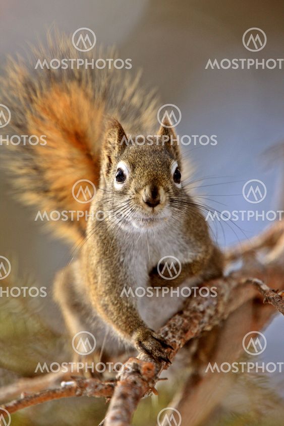 Red Squirrel in Winter Canada