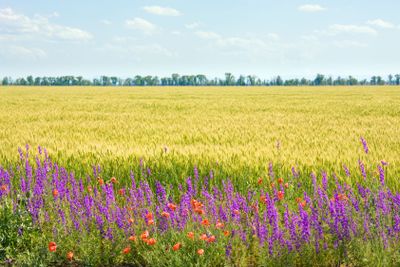 Beautiful summer whea field with flowers.