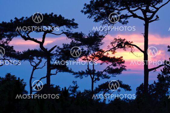 Beautiful sunrise and apline tree