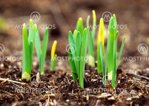 Spring shoots