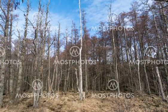 Alsumpskog vid Beijershamn naturreservat på Öland