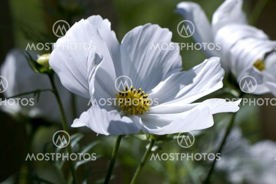 flower & wind, flower and wind