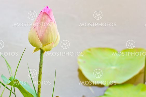 lotus flower