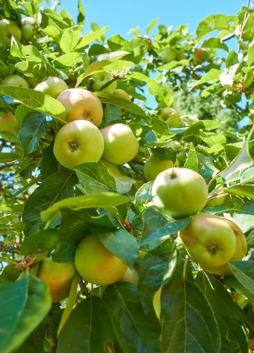 Apple, tree and nature with agriculture, sky and leaves...