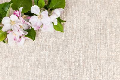 Linen background with apple blossoms