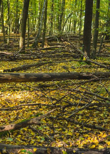 Fallen trees in a forest during sunny day in autumn season