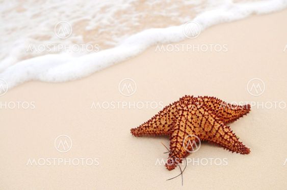 Starfish and ocean wave