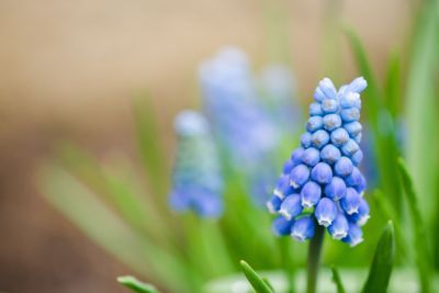 Grape hyacinth
