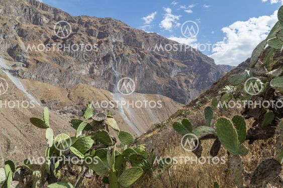 Colca Canyon View
