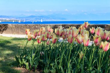 Beautiful colourful spring tulips on the background of...
