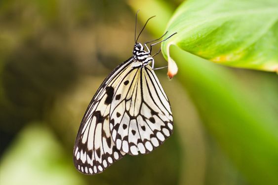 Paper kite butterfly ...
