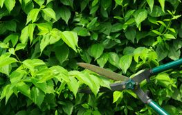 Hecke Schneiden Cut A Hed By Lianem Mostphotos