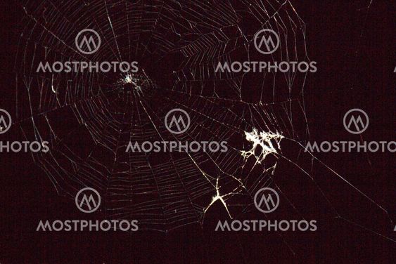 spider web at night