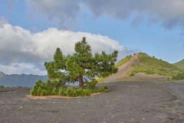 Landscape, trees and volcanic terrain of mountain...