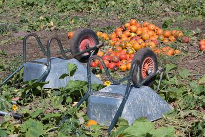 Wheelbarrow with pumpkins