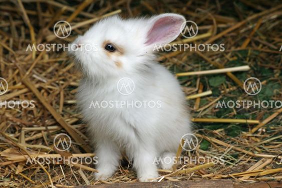 sweet little baby rabbit