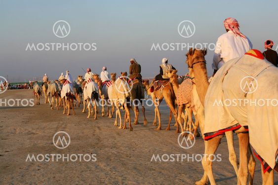 Camel training at the races