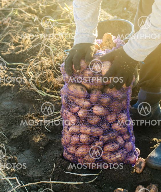 A farmer is bagging fresh potatoes. Autumn harvesting....
