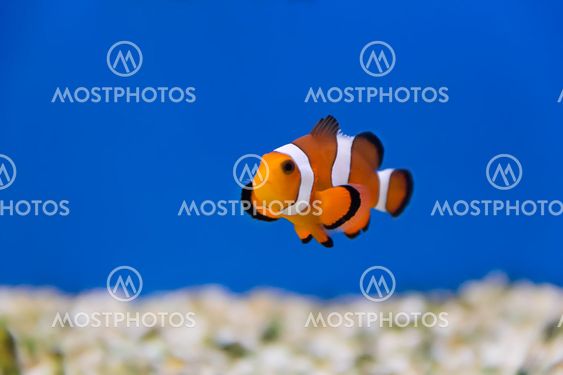Clown fish