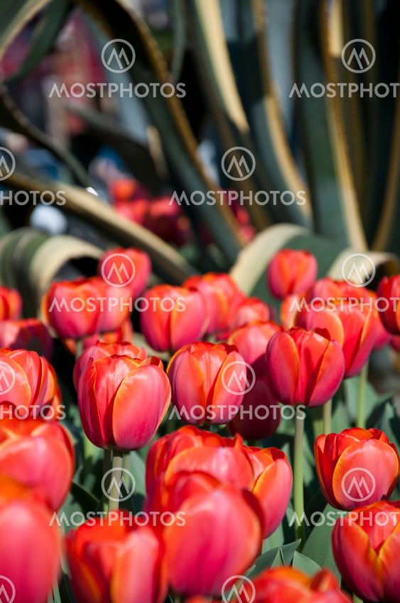 tulip in flower field