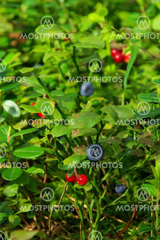 Blaubeere Pflanze - blueberry plant 08