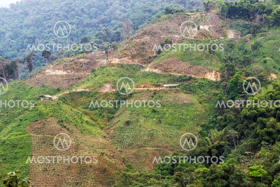 Colombian Coffee Farms