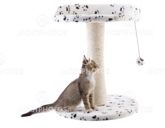 cat playing with toy