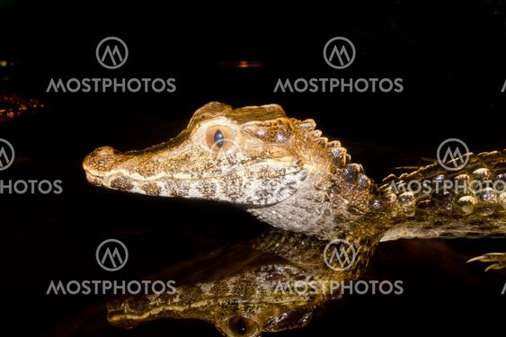 Cuvier's dwarf caiman