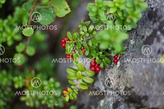 Wild cowberries