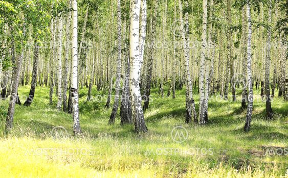 birch wood