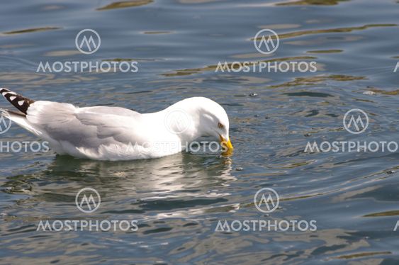 Swimming Gull