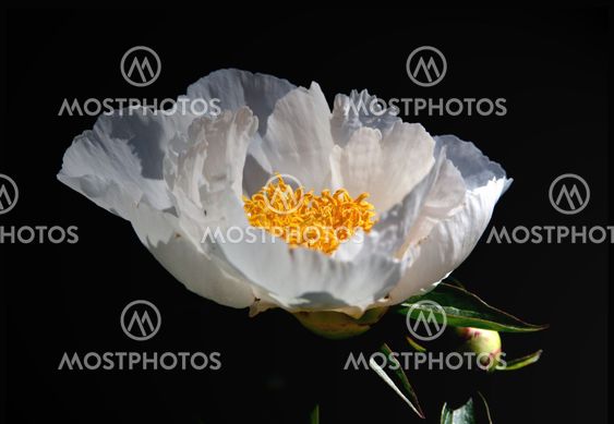 White peony