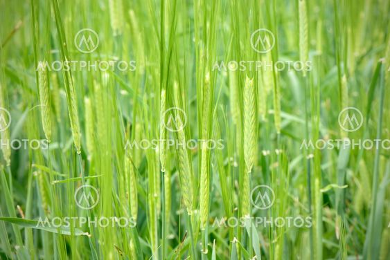 closeup of unripe green barley