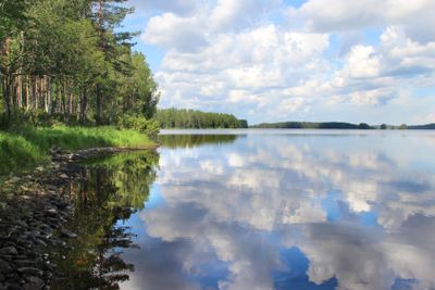 Typical Finnish nature fir woods near lake