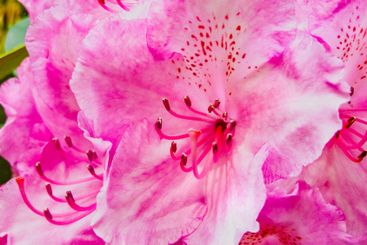 Beautiful pink rhododendron flowers in bloom